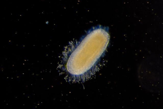 riproduzione e sviluppo di meduse