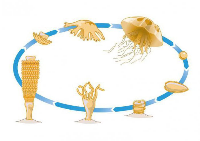 come si riproducono le meduse