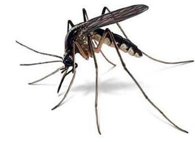 come si formano le zanzare