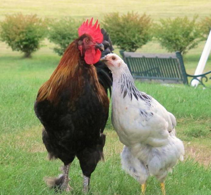 Kako cocks impregnate piščanca
