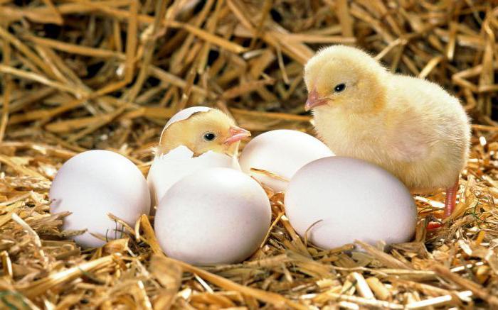 kako definirati oplojeno piščančje jajce