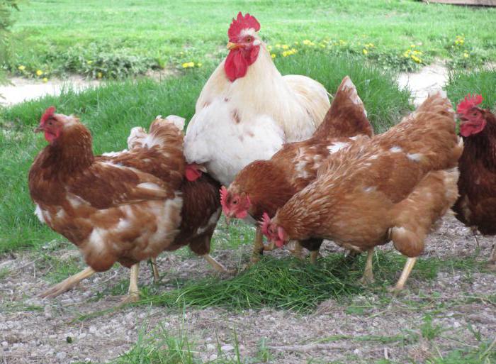 пилета, които носят яйца без петел