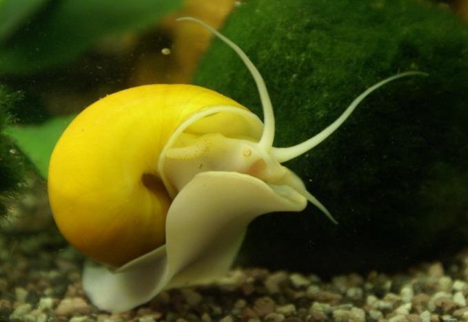 jak rodzą się ślimaki Achatina