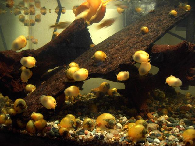 как се размножават аквариумните охлюви