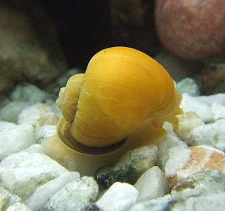 jak ślimaki rozmnażają się w ampulyaria