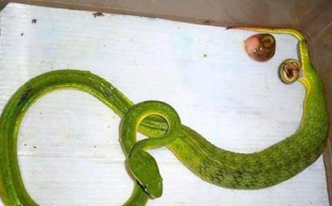 jak żmija wąż rodzi