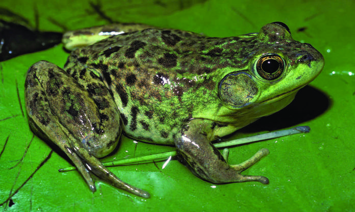 Jezerska žaba