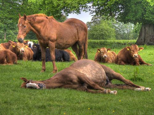 proč kůň spí ve stoje