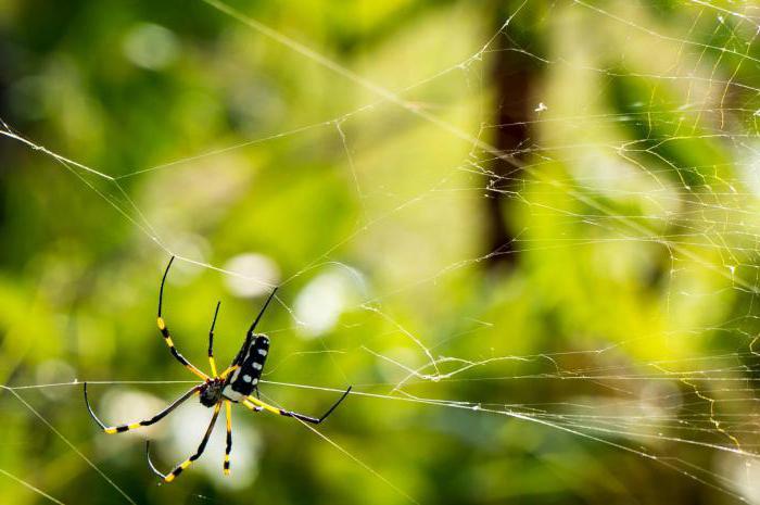 gdje se formira paukova mreža i kako se ona koristi