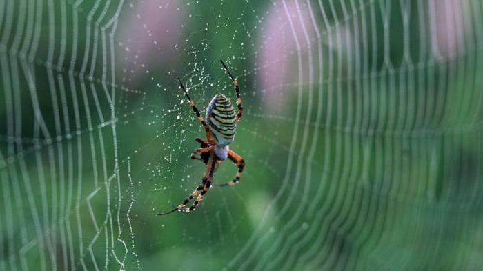 kao pauk tka web i koje su njegove osobine