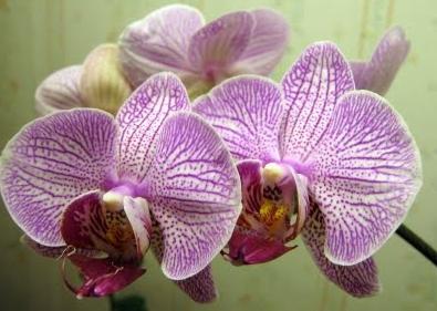 jak orchideje reprodukují