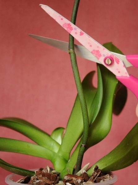 Kako raste fotografija orhideje
