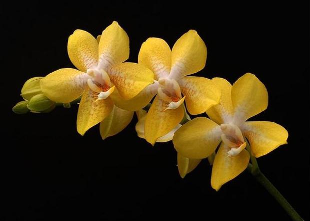 zdjęcie kwiatu orchidei