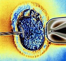 Come si verifica l'ovulazione?