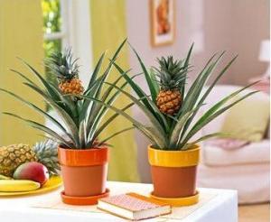 kako raste ananas