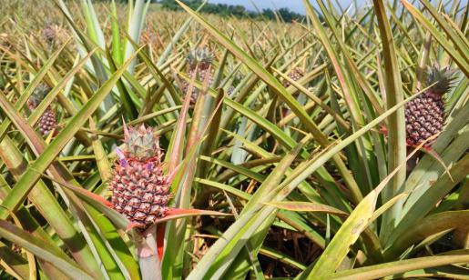 jak ananas rostou ve volné přírodě