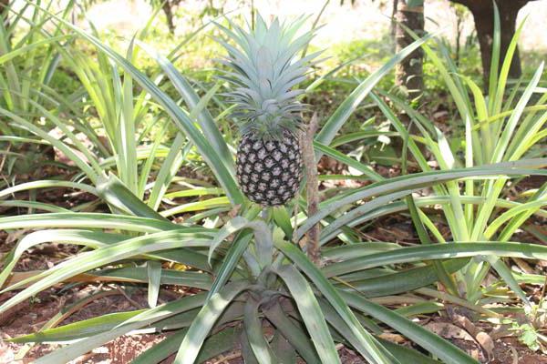 kako raste fotografija ananasa