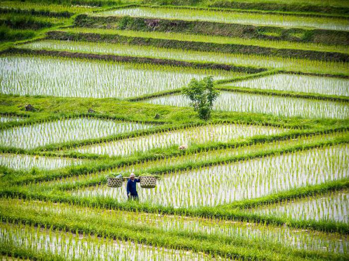 Technologia uprawy ryżu