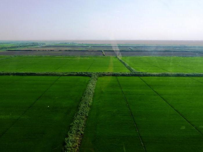 Отглеждане на ориз в Краснодарския край