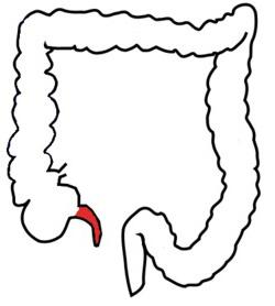 anatomia intestinale umana