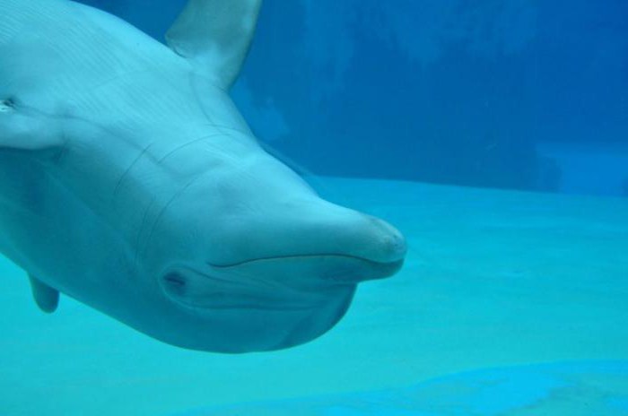 делфините спят с едно отворено око