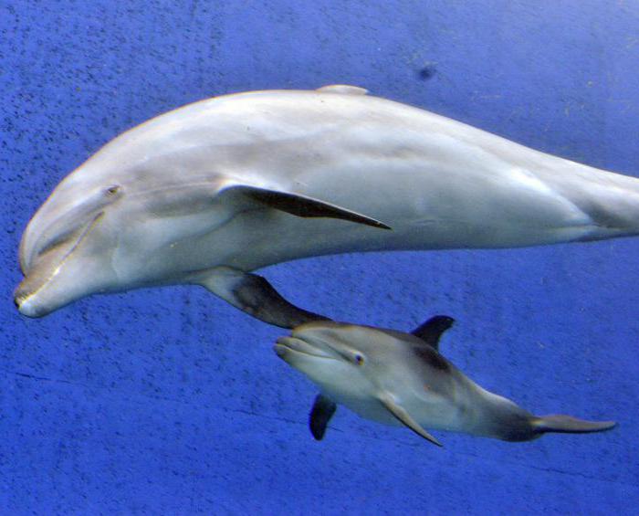 снимка на спящия делфин