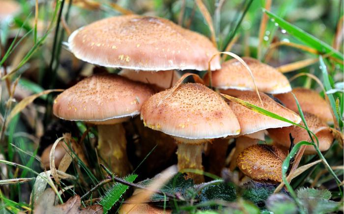 v nichž lesy rostou houby