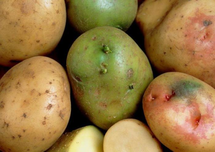 полезни свойства на картофите и противопоказания