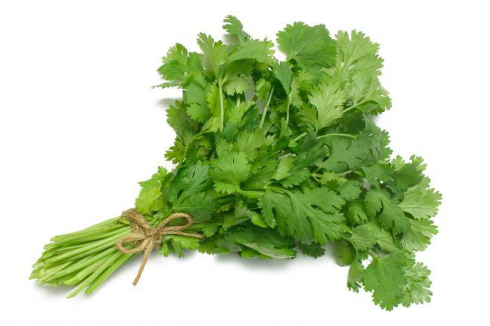 kako je koristan cilantro