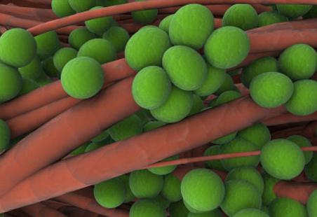 как се предава Staphylococcus aureus