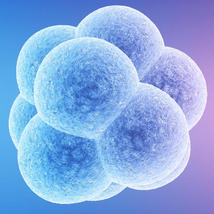 razvoj ljudskog embrija
