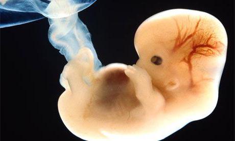 fáze embryonálního vývoje
