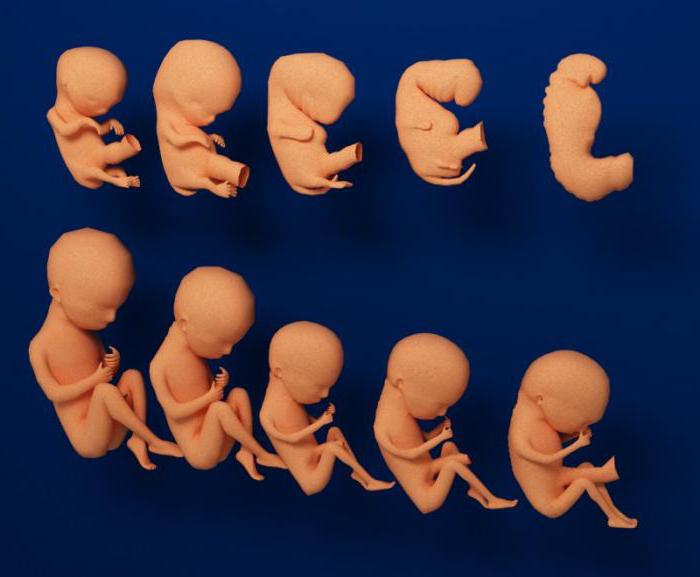 ембрионално развитие на тялото