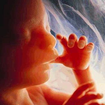 фазе развоја ембриона
