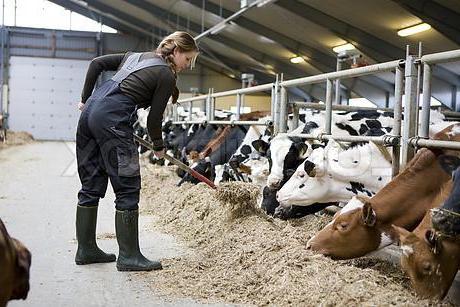 рентабилност на производството на мляко
