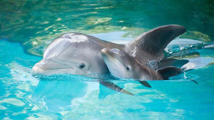 Kako dolgo bodo živeli delfini