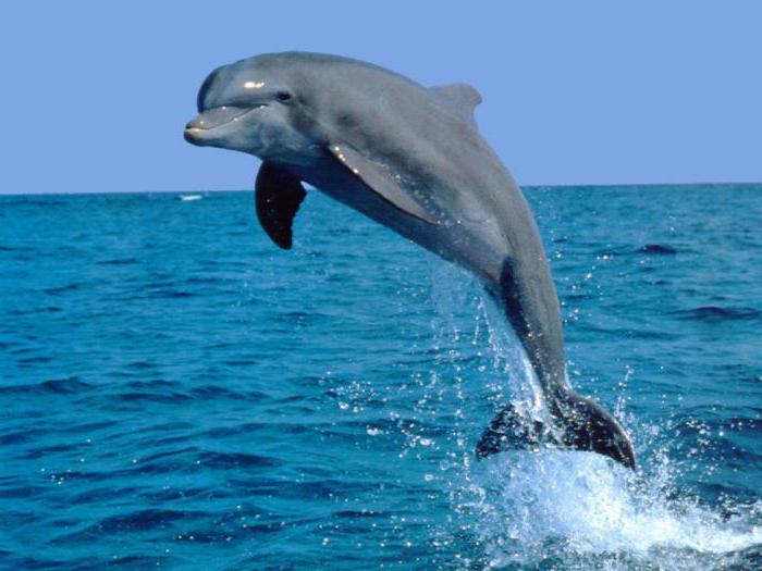 Ile lat żyją delfiny na wolności?