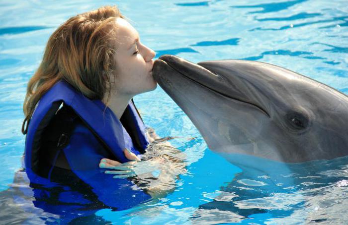 Kolik let žijí delfíni