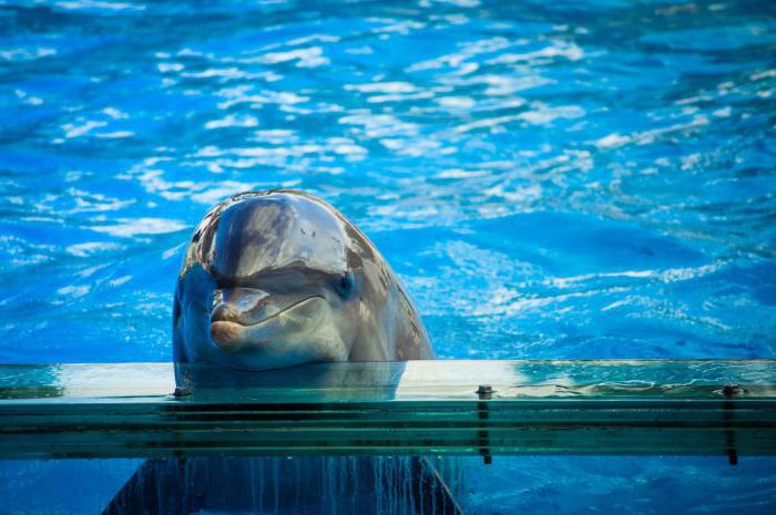 Ile lat żyją delfiny w niewoli