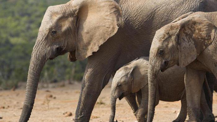 Quanti mesi dura la gravidanza di un elefante?