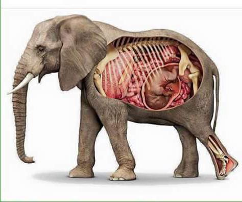Slonova nosečnost