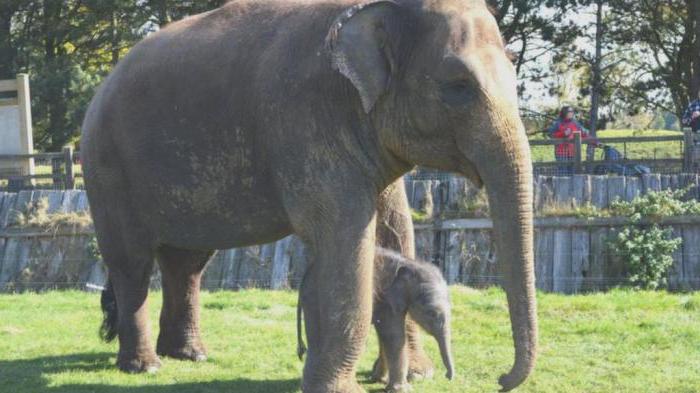 Колко дълго продължава бременността на слона