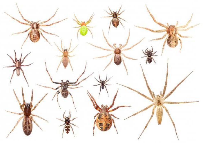 ile pająków żyje