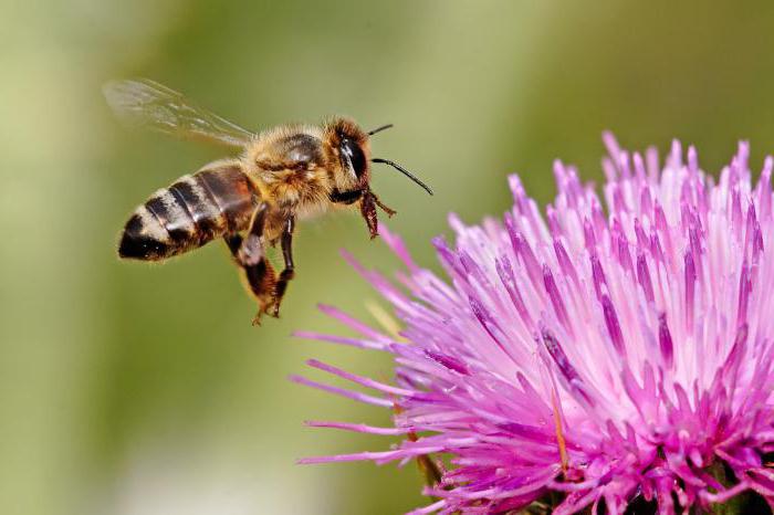 колко време живее пчелата?