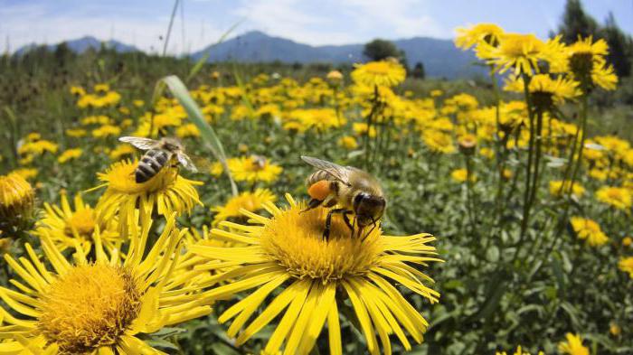 kolik žije pracující včela