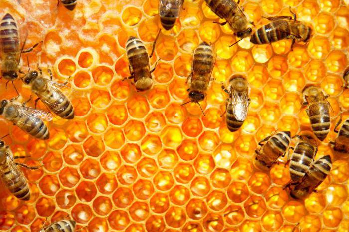 kolik žije včela poté, co byla kousnuta