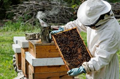 ile pszczoła żyje bez jedzenia