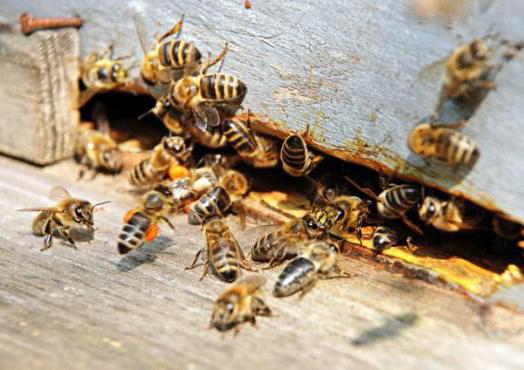 życie pszczół