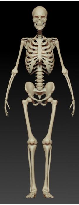 колко кости има човек