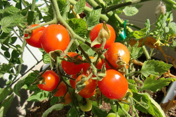 калории в пресни домати